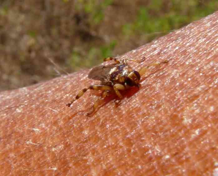 Lipoptena cervi (Hippoboscidae)